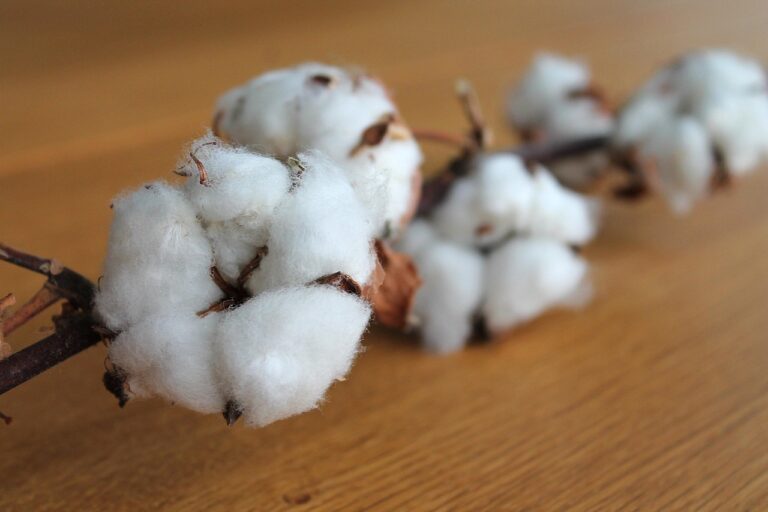 cotton branch, cotton, plant, nature, branch, white